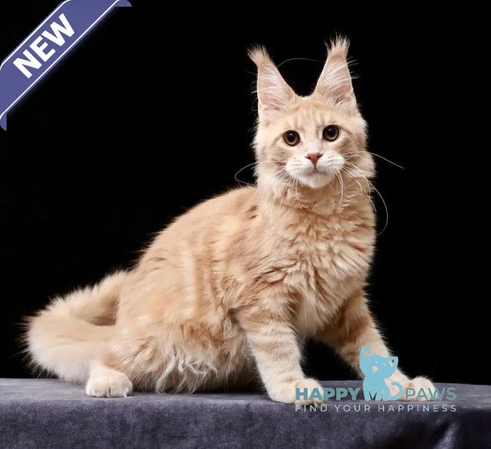 Eminem Maine Coon male cream tabby live animals