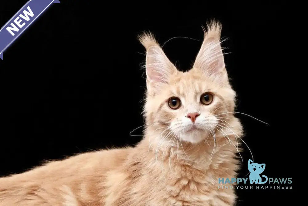 Eminem Maine Coon male cream tabby live animals