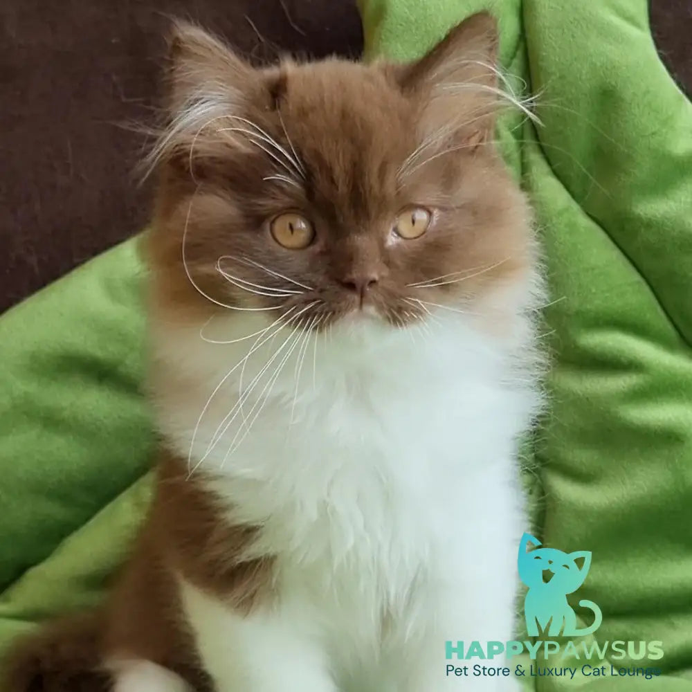 Emir British Longhair male chocolate bicolour - live animals