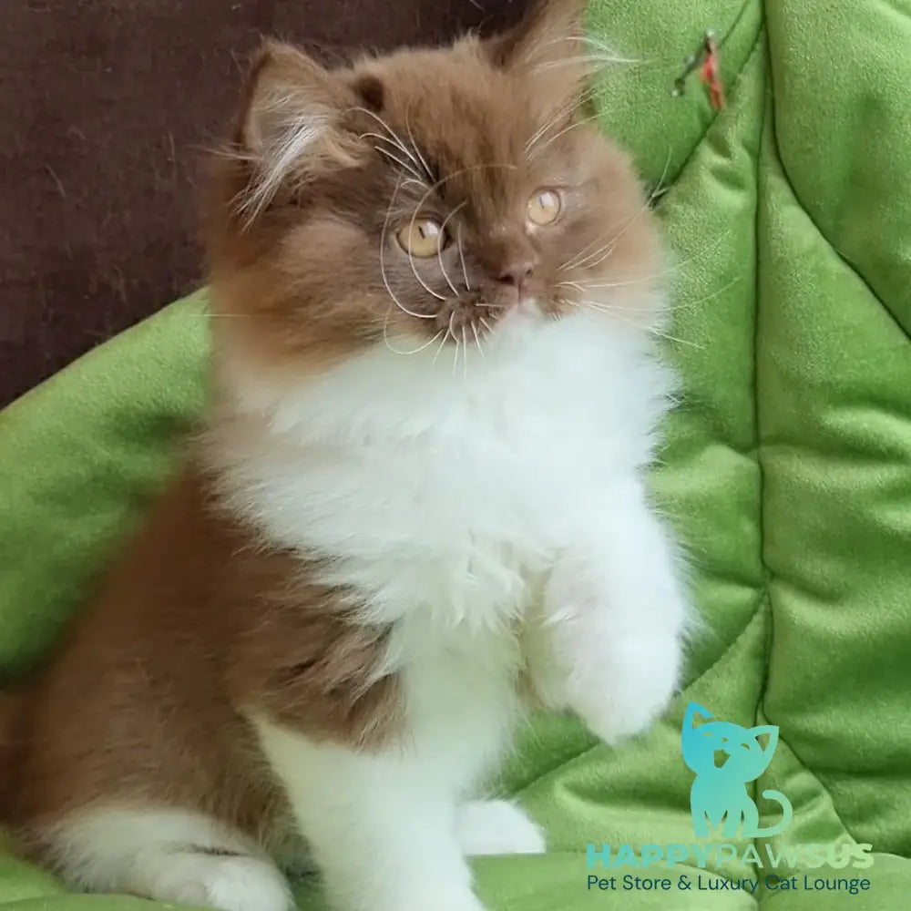 Emir British Longhair male chocolate bicolour - live animals