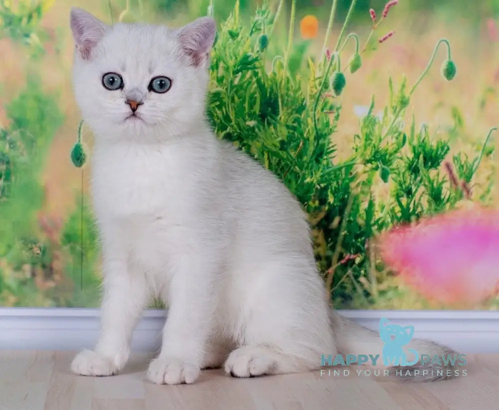 Emir British Shorthair male black silver shaded live animals