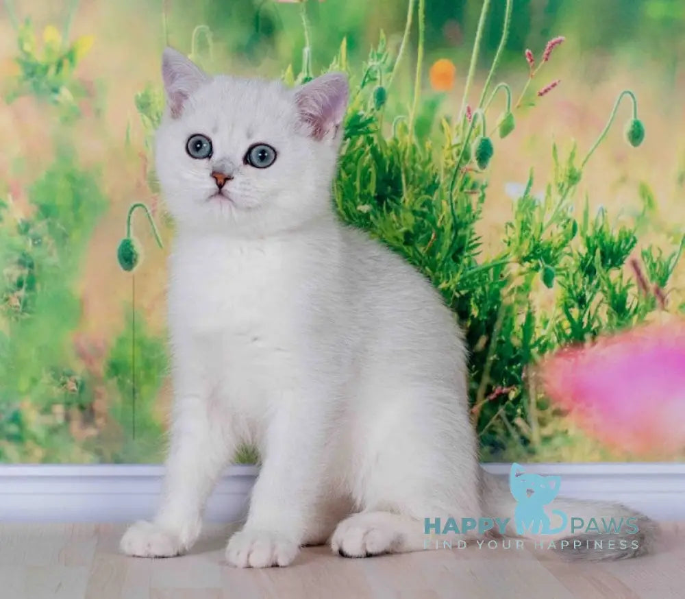 Emir British Shorthair male black silver shaded live animals