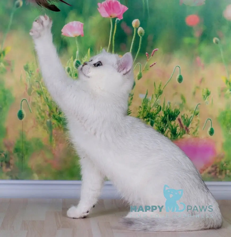 Emir British Shorthair male black silver shaded live animals