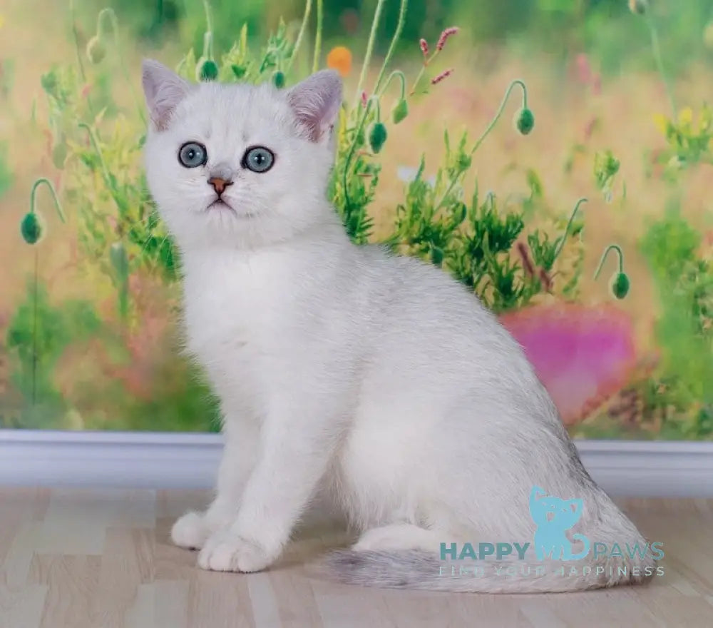 Emir British Shorthair male black silver shaded live animals