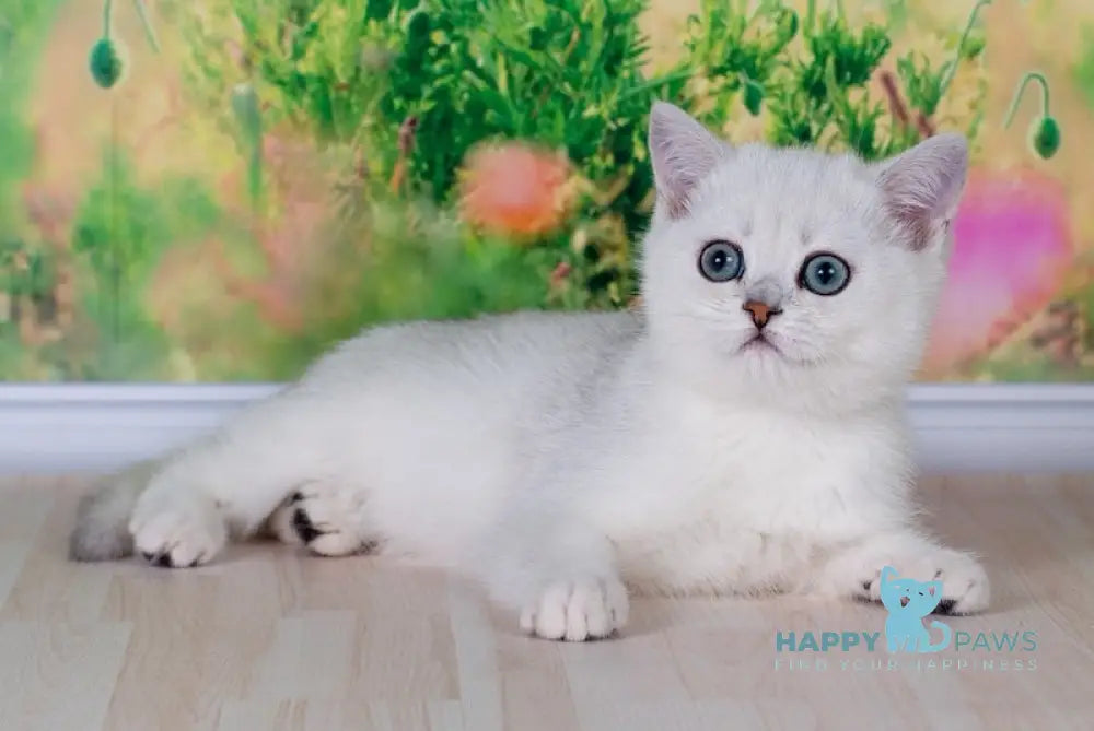 Emir British Shorthair male black silver shaded live animals