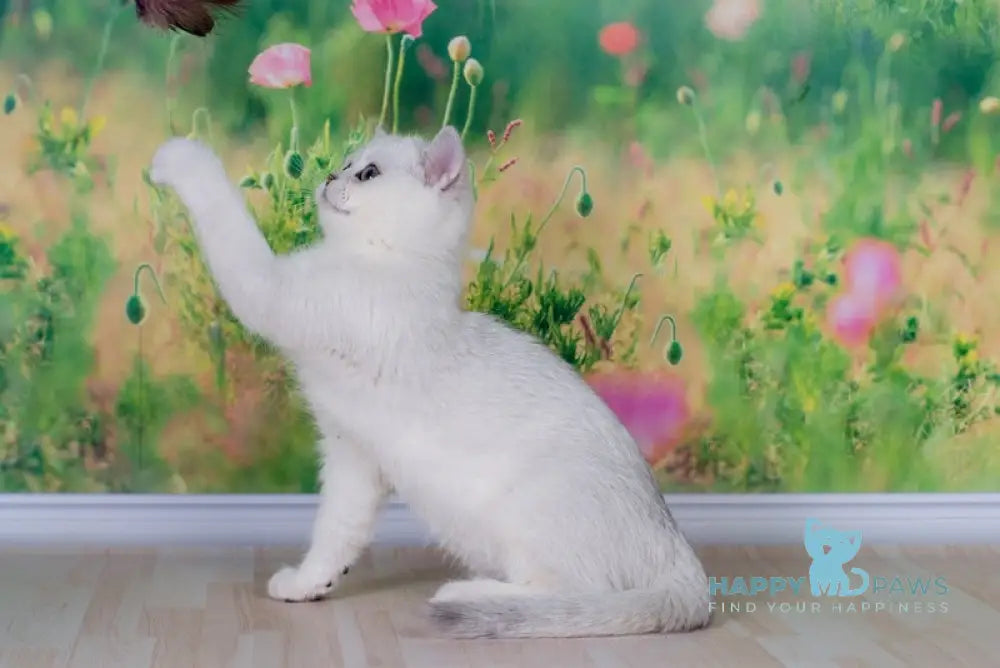 Emir British Shorthair male black silver shaded live animals