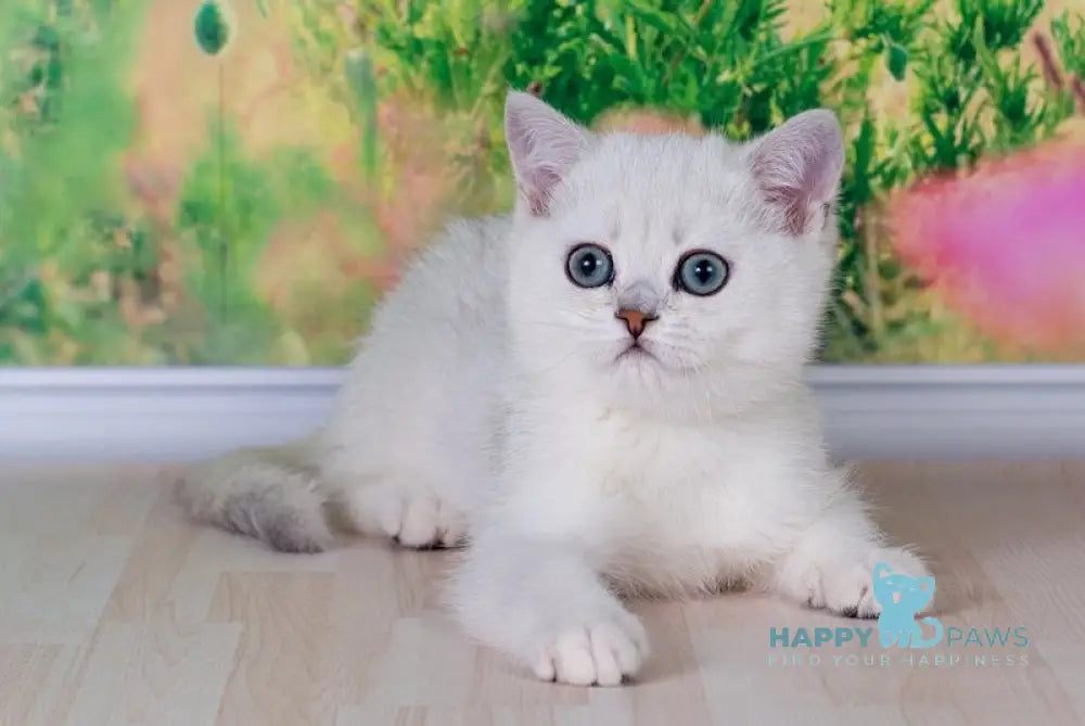 Emir British Shorthair male black silver shaded live animals