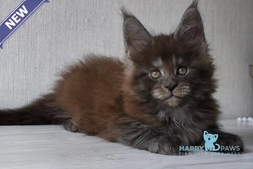 Emir Maine Coon male black silver live animals