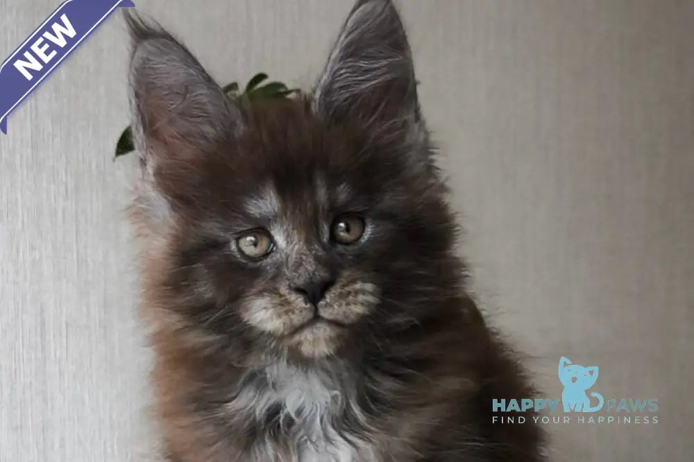 Emir Maine Coon male black silver live animals