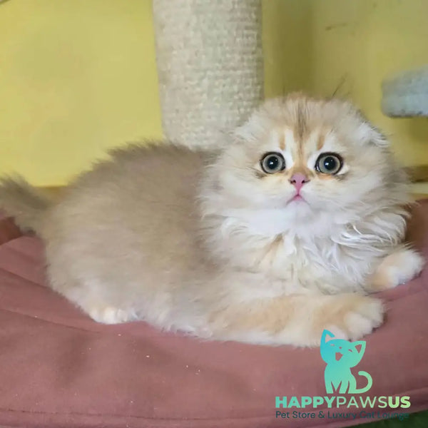 Emir Scottish Fold male black golden shaded - live animals