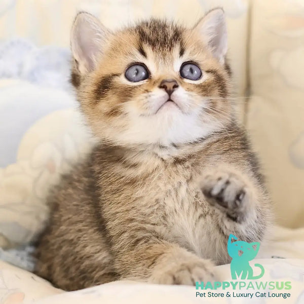 Emir Scottish Straight male black golden ticked tabby - live animals