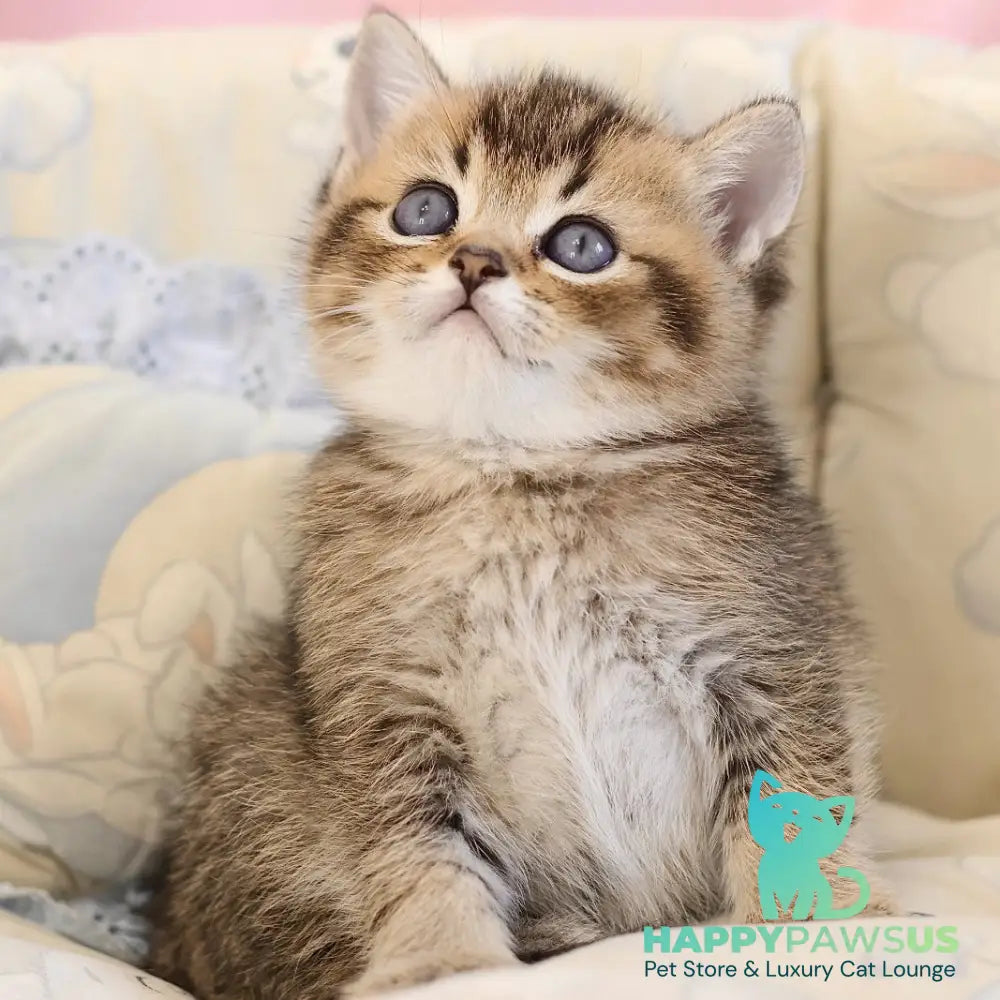 Emir Scottish Straight male black golden ticked tabby - live animals
