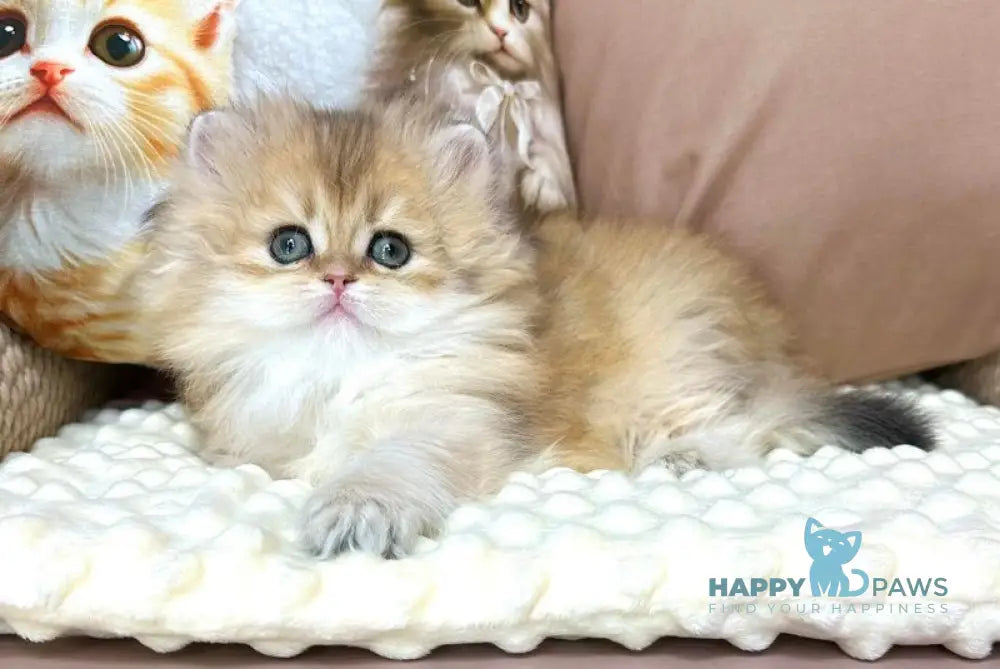 Emma British Longhair female black golden chinchilla live animals