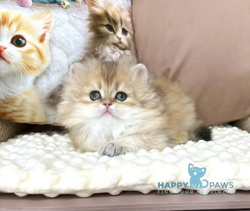 Emma British Longhair female black golden chinchilla live animals