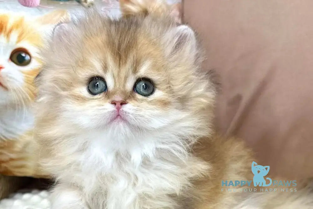 Emma British Longhair female black golden chinchilla live animals