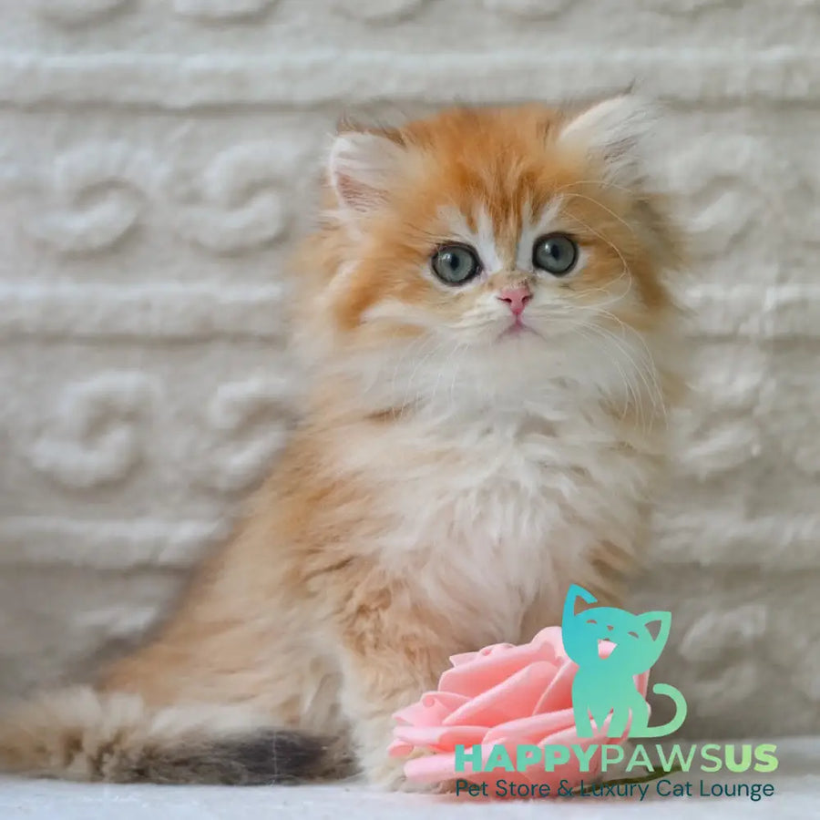Emma British Longhair female black golden shaded - live animals