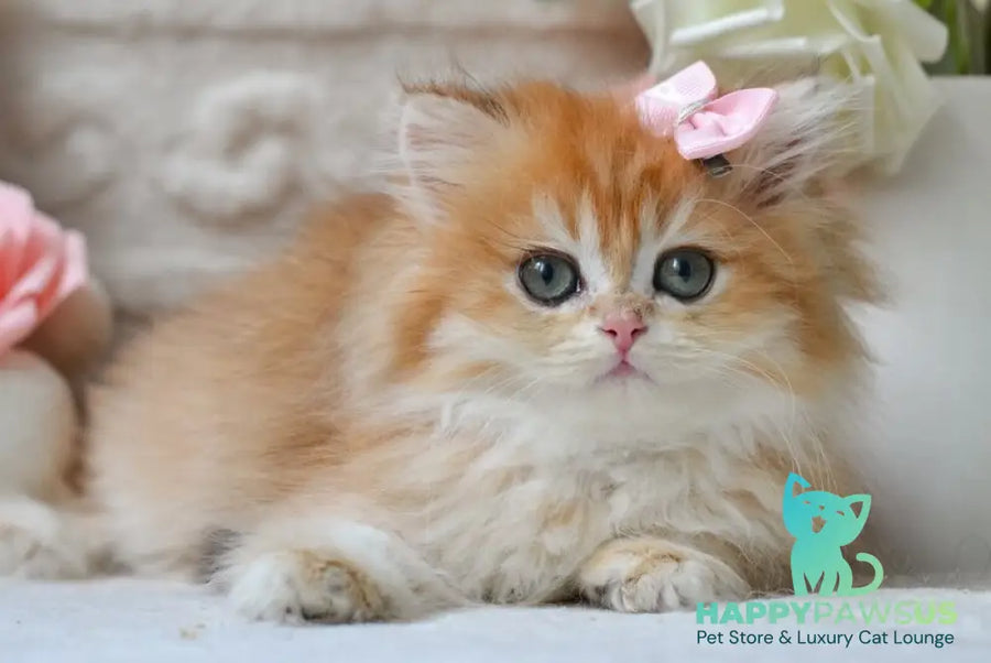 Emma British Longhair female black golden shaded - live animals