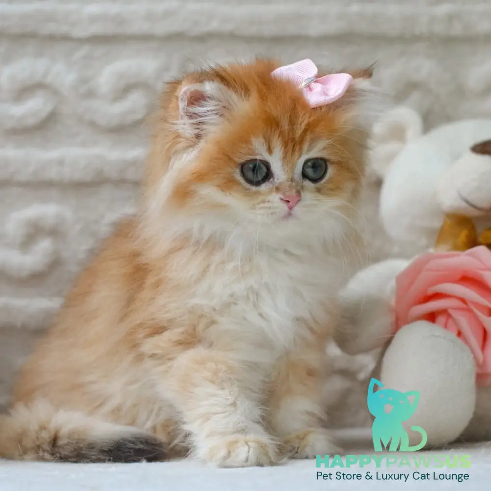 Emma British Longhair female black golden shaded - live animals