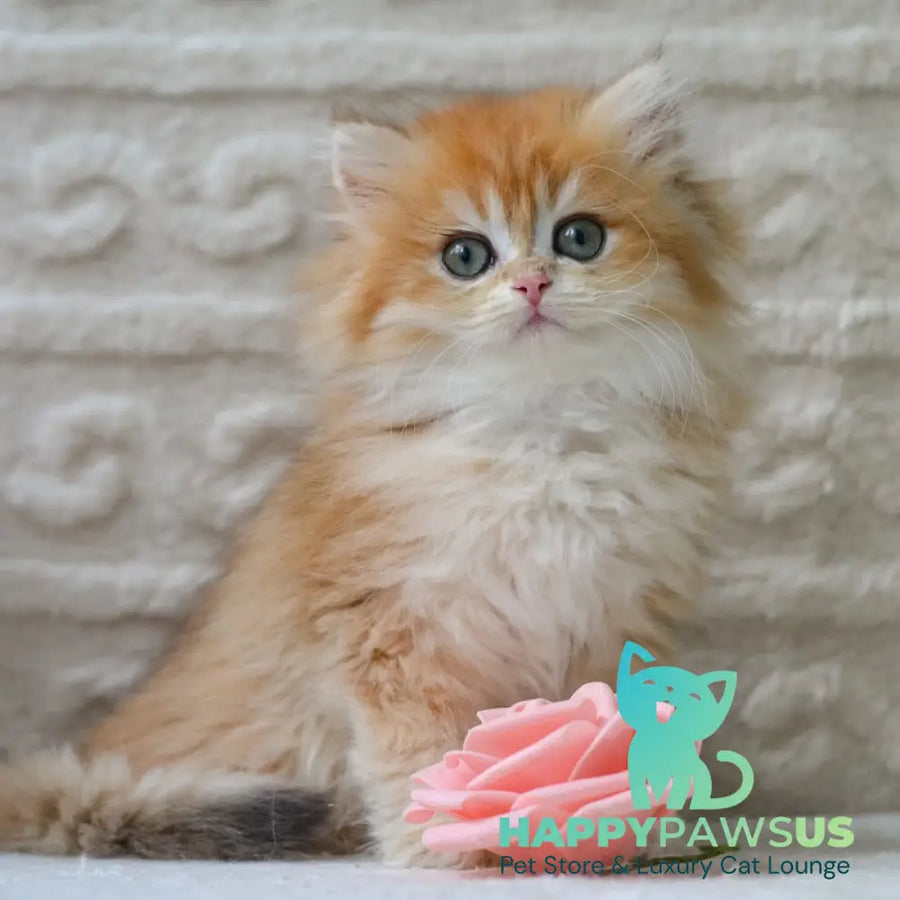 Emma British Longhair female black golden shaded - live animals