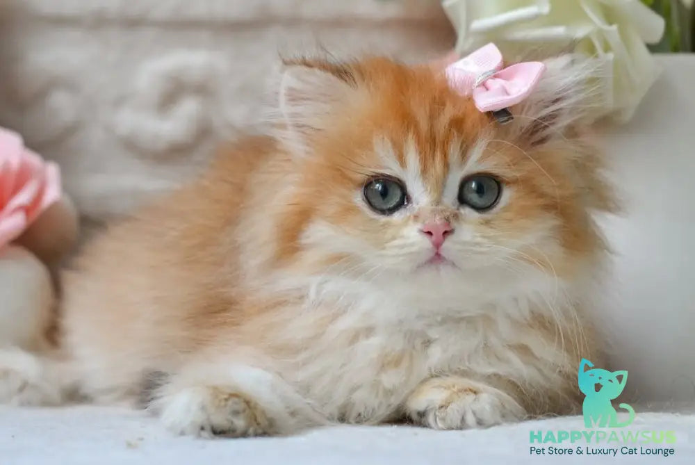 Emma British Longhair female black golden shaded - live animals