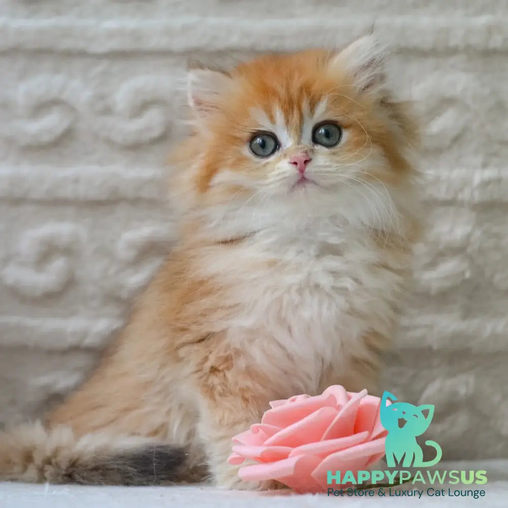 Emma British Longhair female black golden shaded - live animals