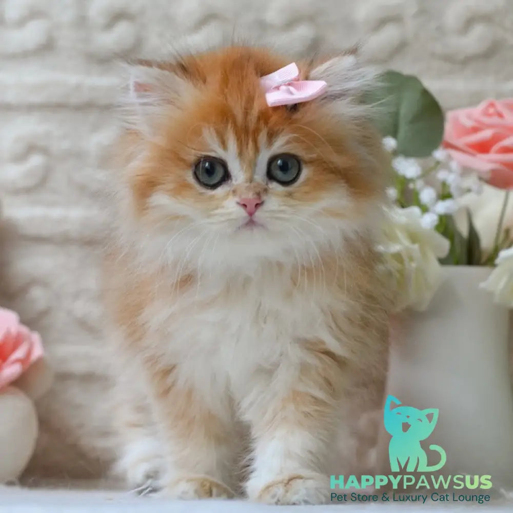 Emma British Longhair female black golden shaded - live animals