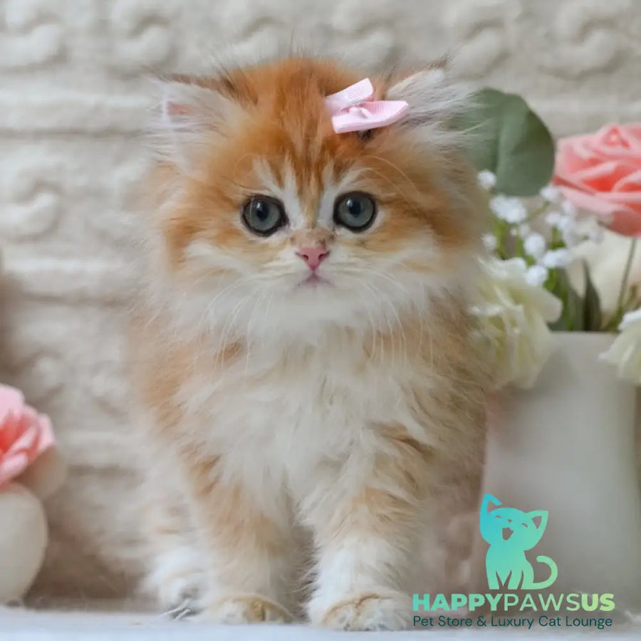 Emma British Longhair female black golden shaded - live animals