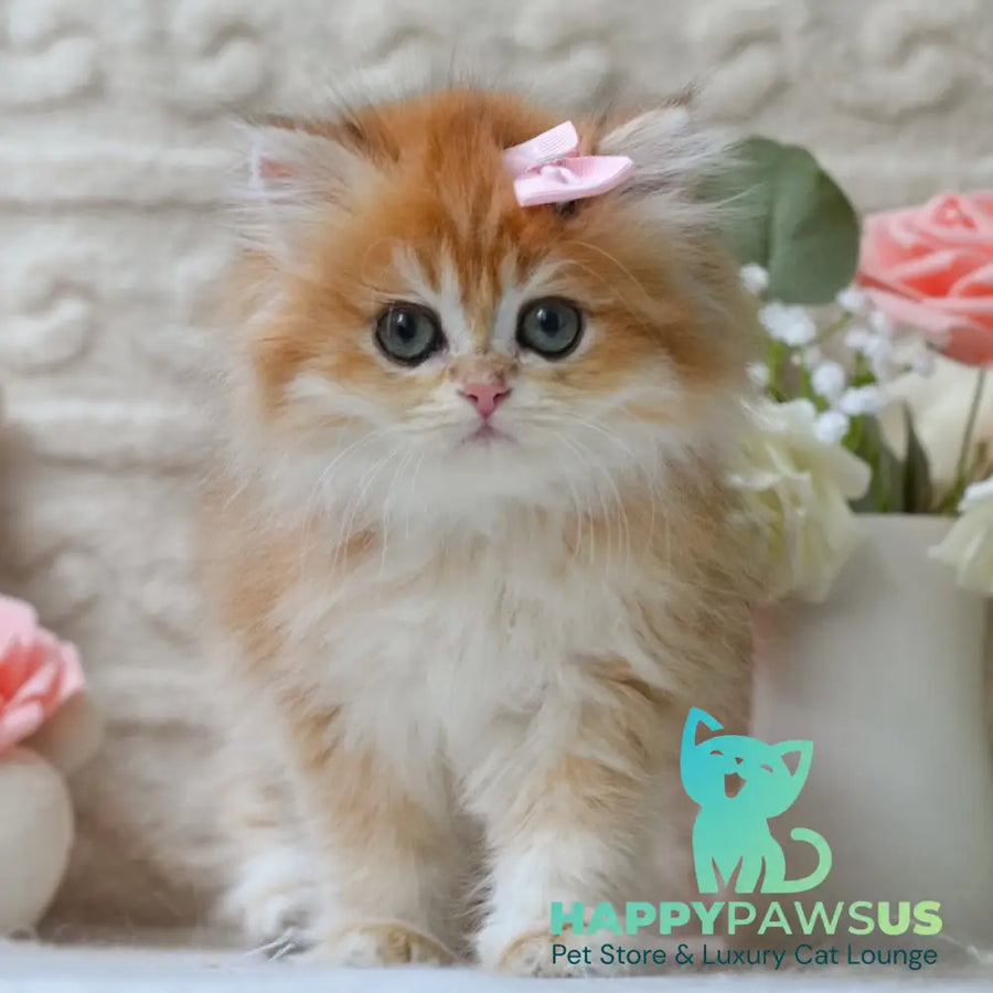 Emma British Longhair female black golden shaded - live animals