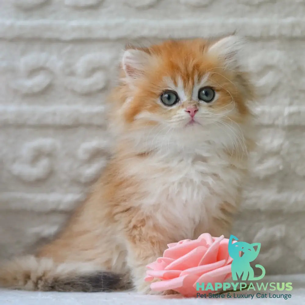 Emma British Longhair female black golden shaded - live animals