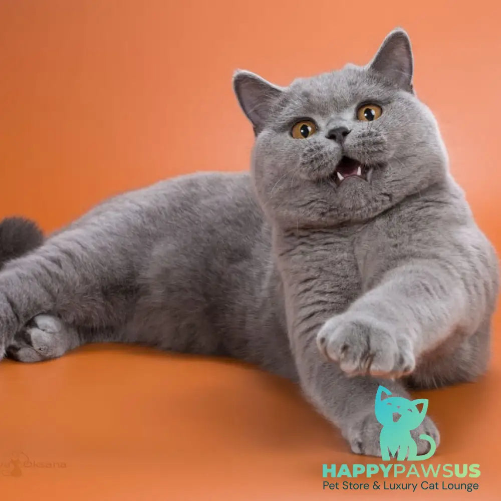 Emma British Shorthair female blue - live animals
