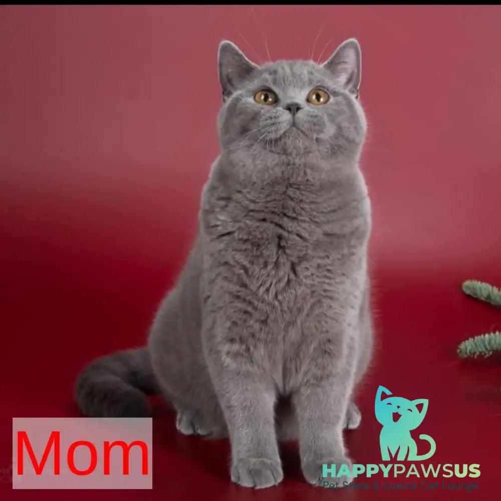 Emma British Shorthair female blue - live animals