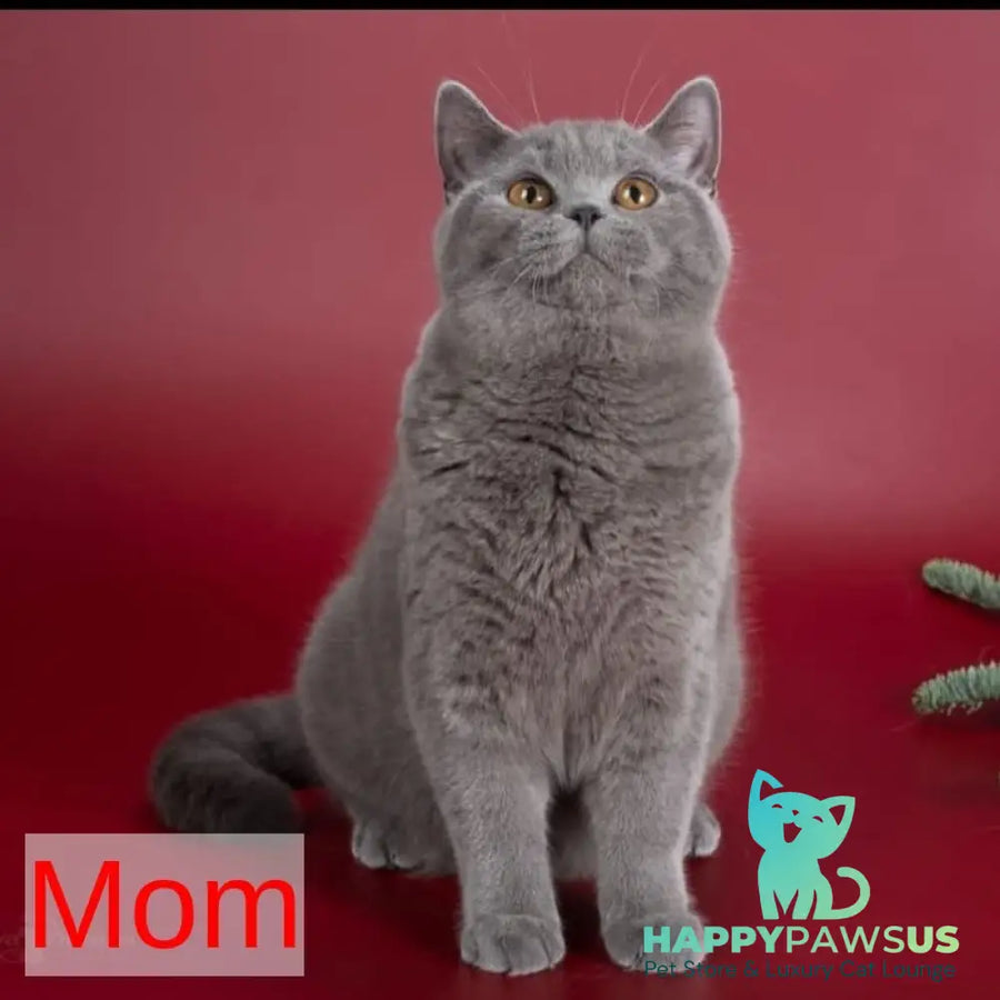 Emma British Shorthair female blue - live animals
