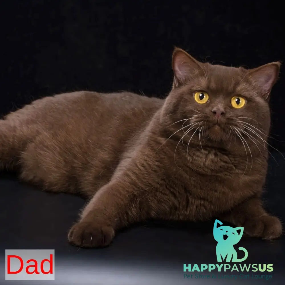 Emma British Shorthair female blue - live animals