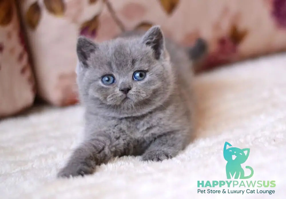 Emma British Shorthair female blue - live animals