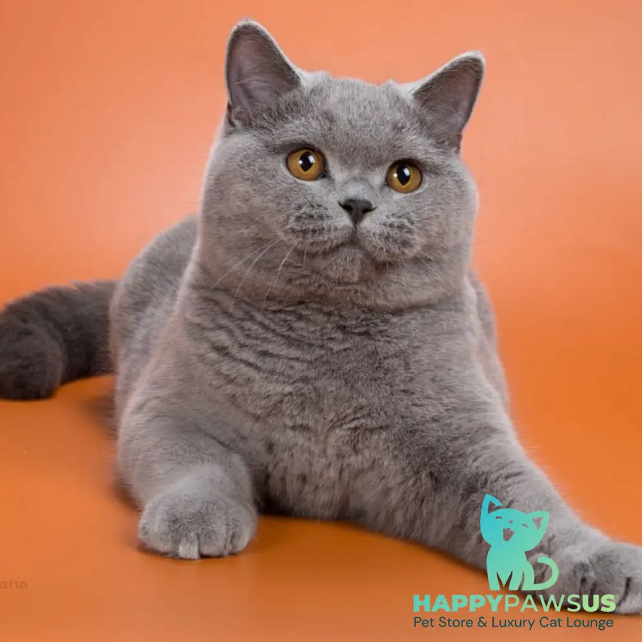Emma British Shorthair female blue - live animals