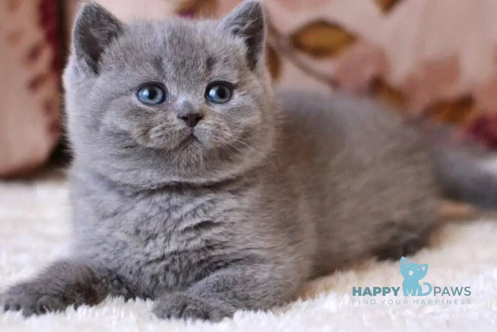Emma British Shorthair female blue - live animals