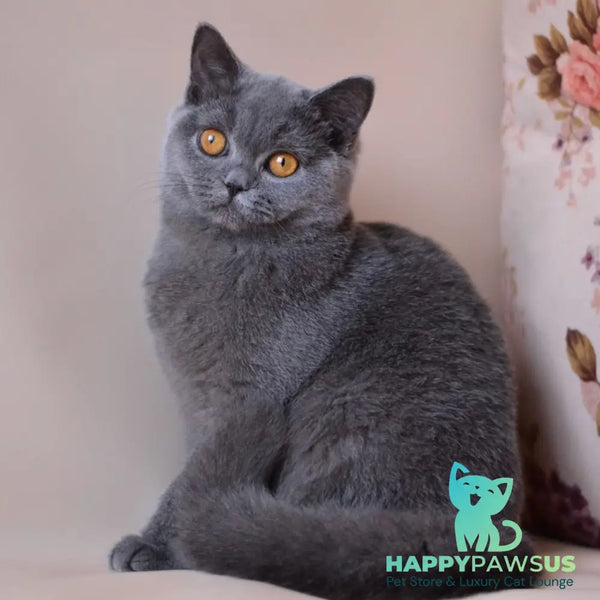 Emma British Shorthair female blue - live animals