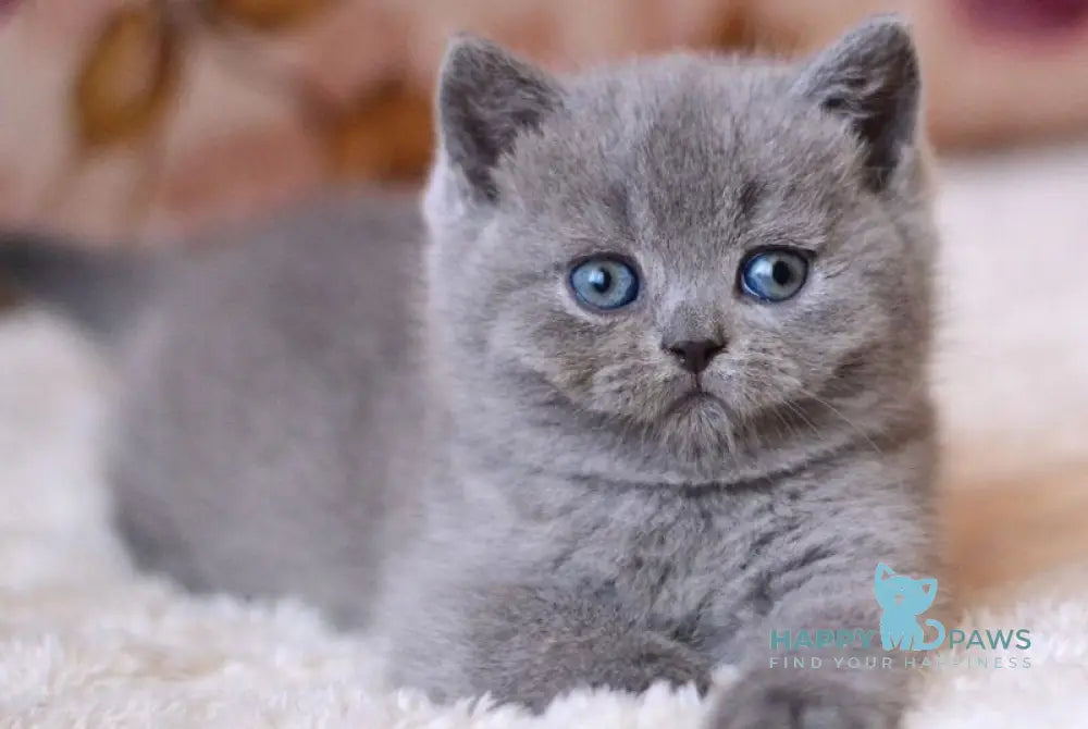 Emma British Shorthair female blue - live animals