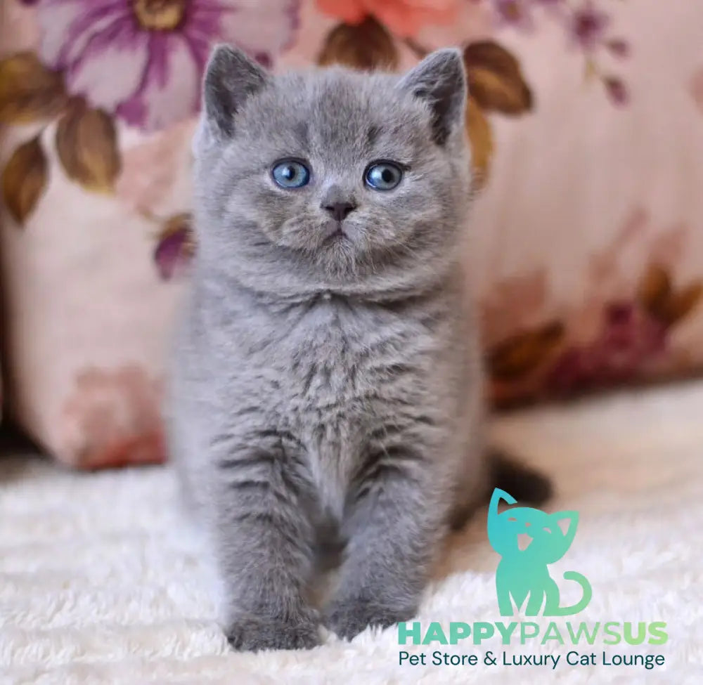 Emma British Shorthair female blue - live animals