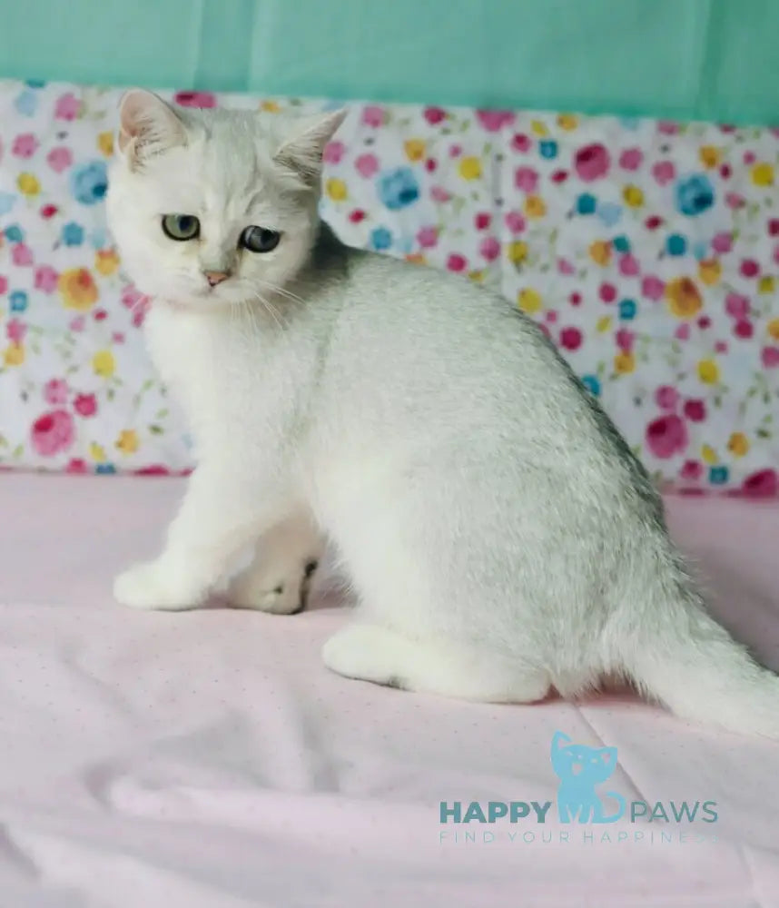 Emma British Shorthair male black silver shaded live animals