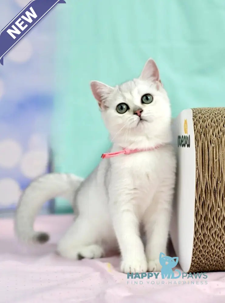 Emma British Shorthair male black silver shaded live animals