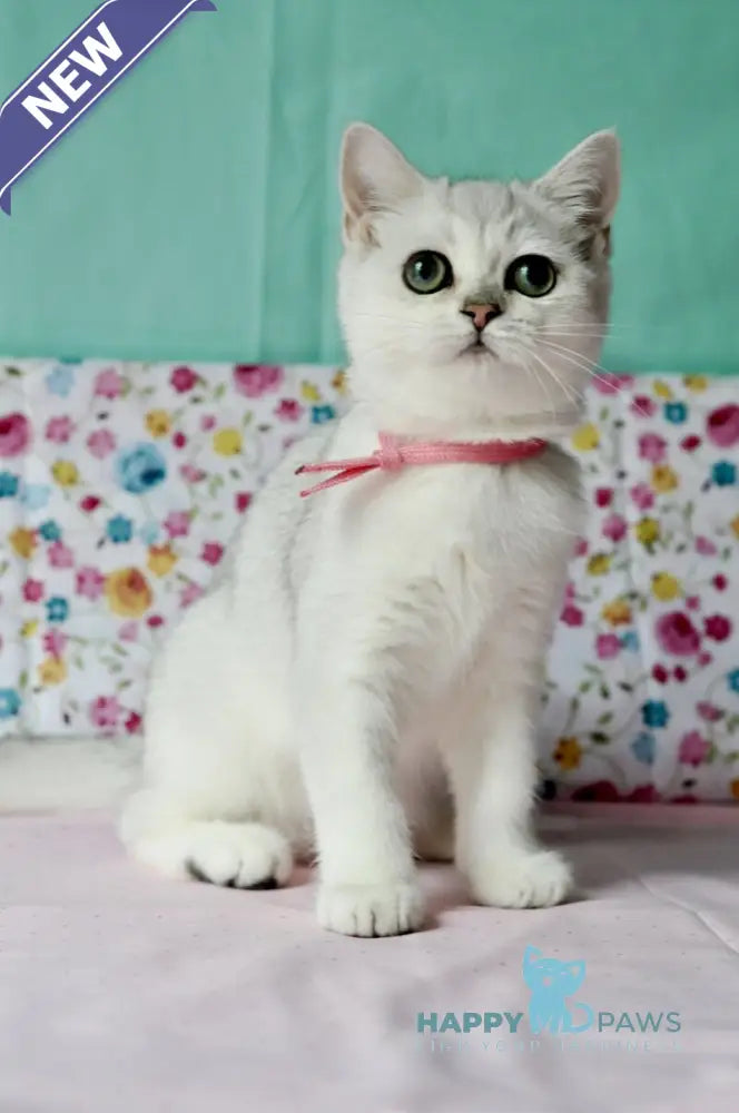 Emma British Shorthair male black silver shaded live animals