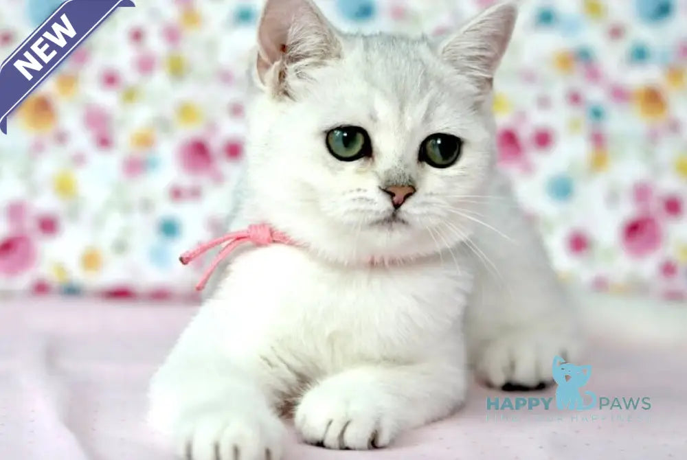 Emma British Shorthair male black silver shaded live animals