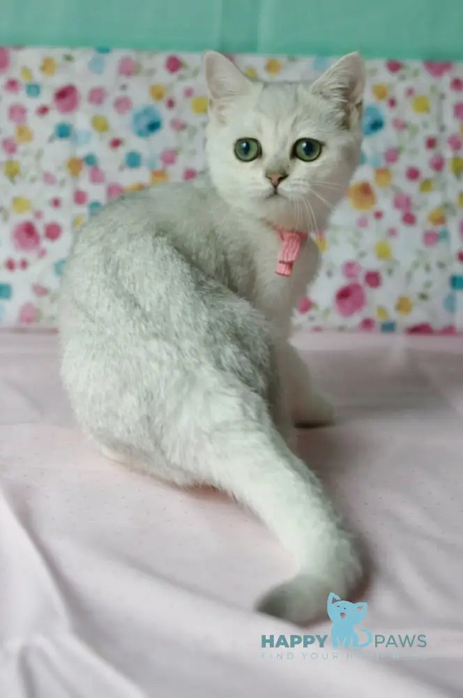 Emma British Shorthair male black silver shaded live animals