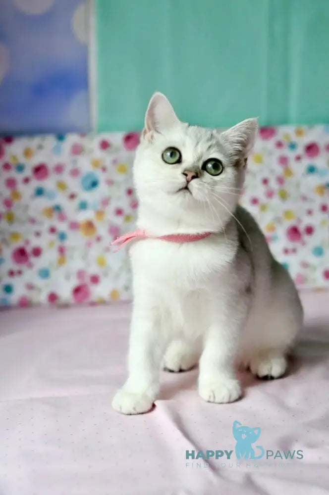 Emma British Shorthair male black silver shaded live animals