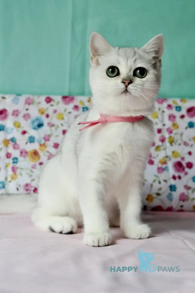 Emma British Shorthair male black silver shaded live animals