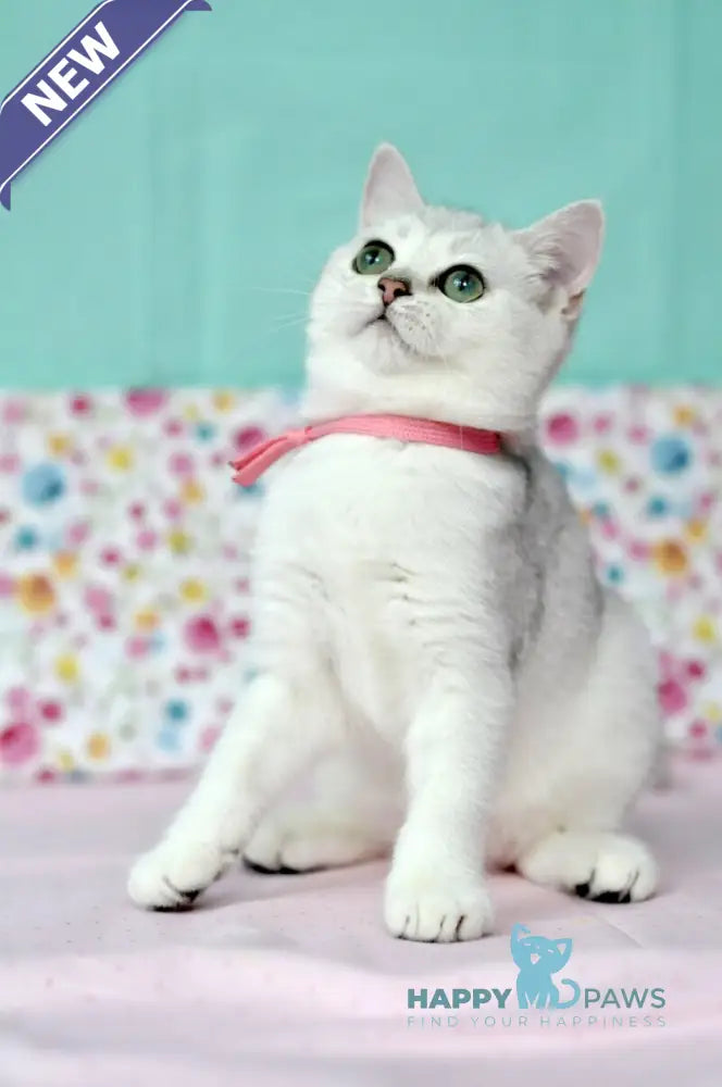 Emma British Shorthair male black silver shaded live animals