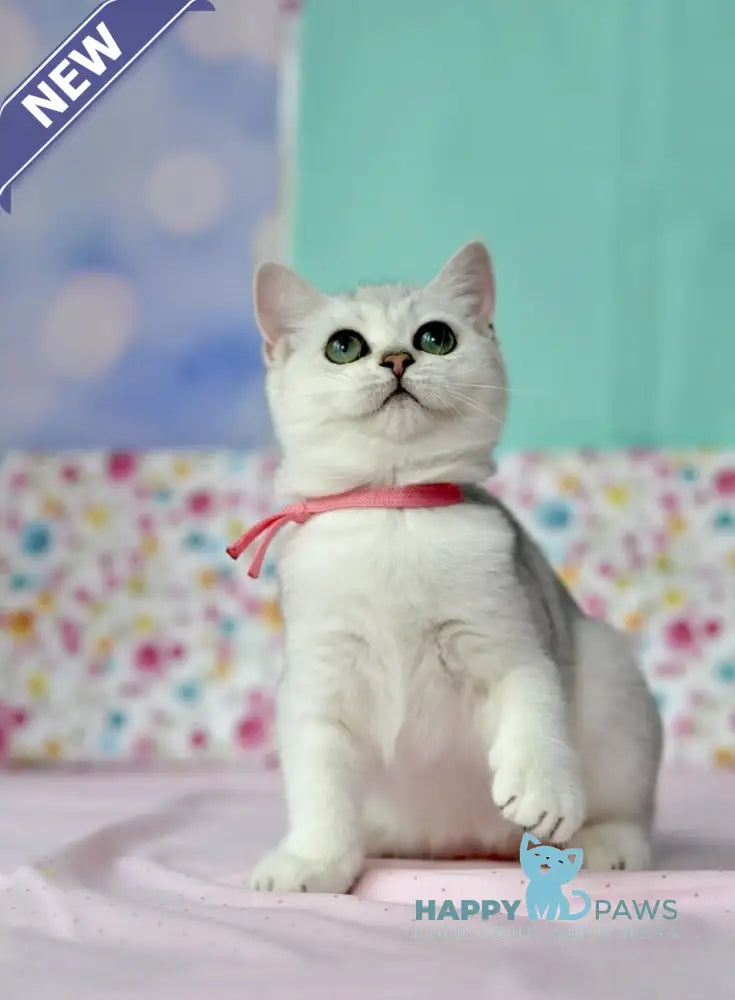 Emma British Shorthair male black silver shaded live animals