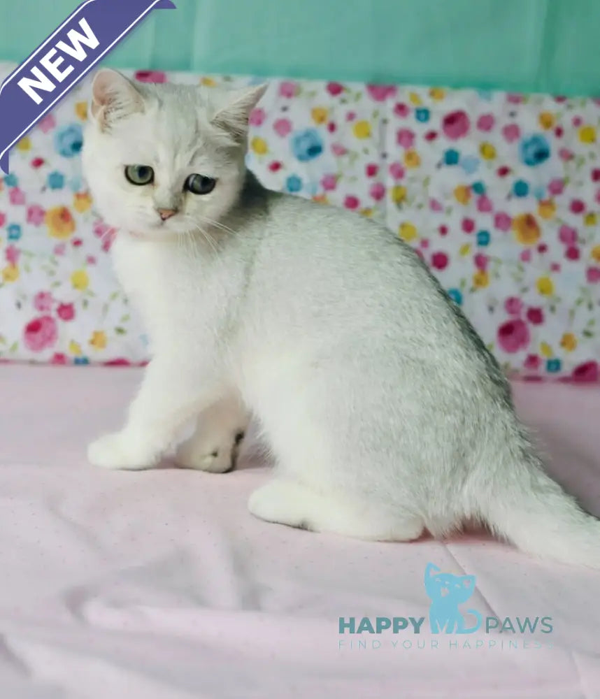 Emma British Shorthair male black silver shaded live animals