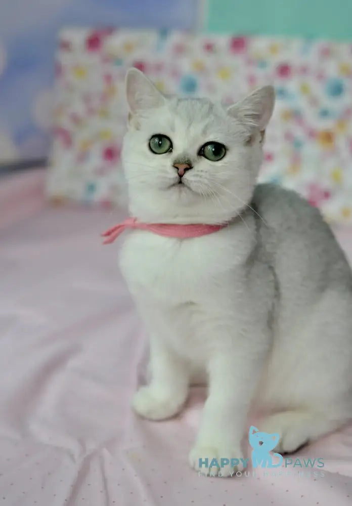 Emma British Shorthair male black silver shaded live animals